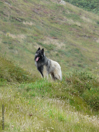 chien qui tire la langue 081181