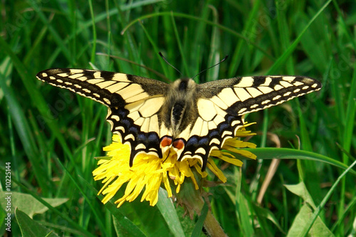 Butterfly Mahaon
