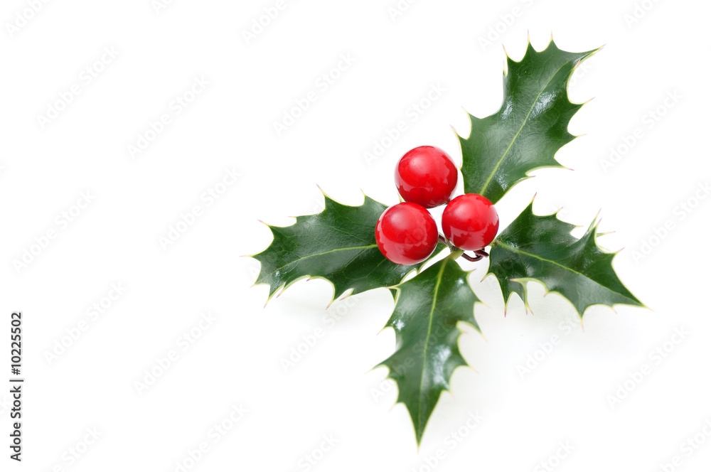 Obraz premium Sprig of European holly isolated on white