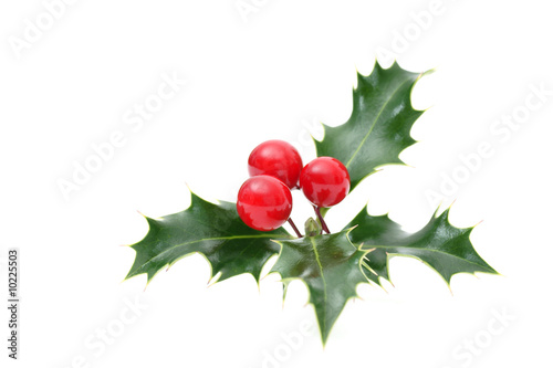 Sprig of European holly isolated on white