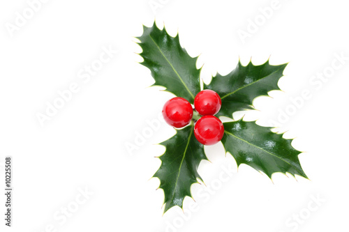 Sprig of European holly isolated on white photo