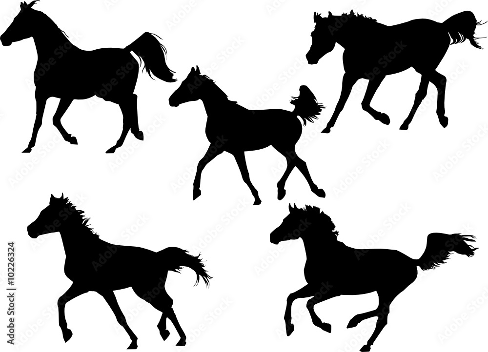Fototapeta arabian stallions