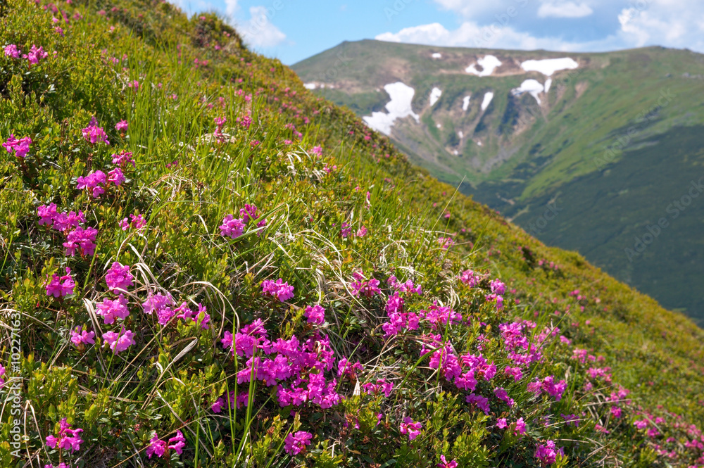 Pink rhododendron flowers on summer mountainside