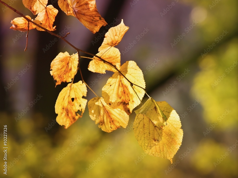 Obraz premium Autumn leaves, very shallow focus