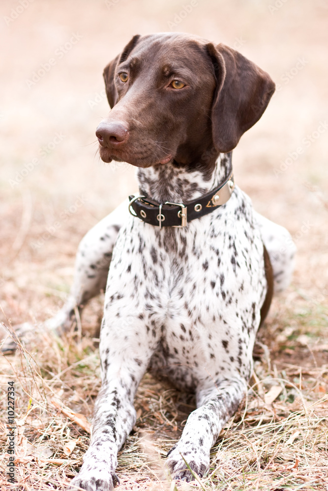 German shorthaired pointer dog sitting in field German shorthaired pointer dog sitting in field