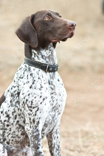 German shorthaired pointer dog sitting in field