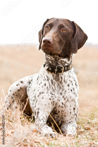 German shorthaired pointer dog sitting in field photo