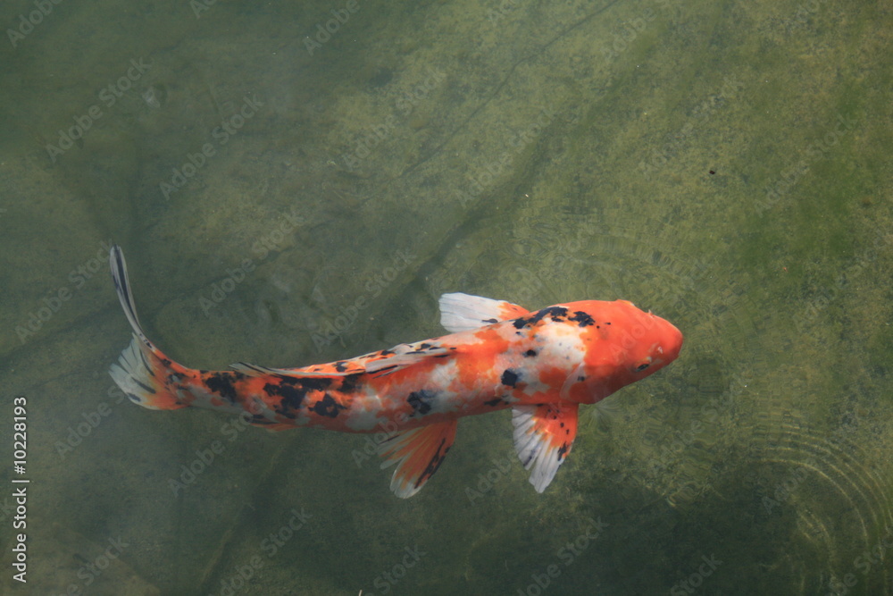 Obraz premium Koi 3