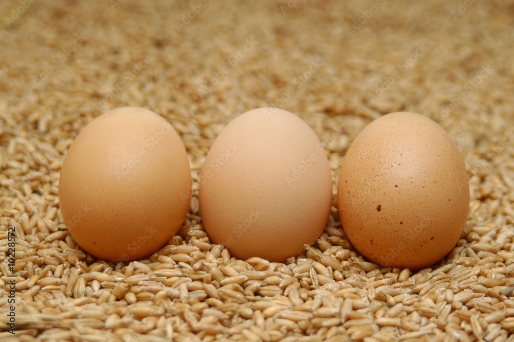 Hühnerei StockFoto Adobe Stock