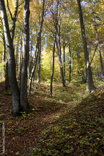 In the autumn, sunny, beech, colorful forest