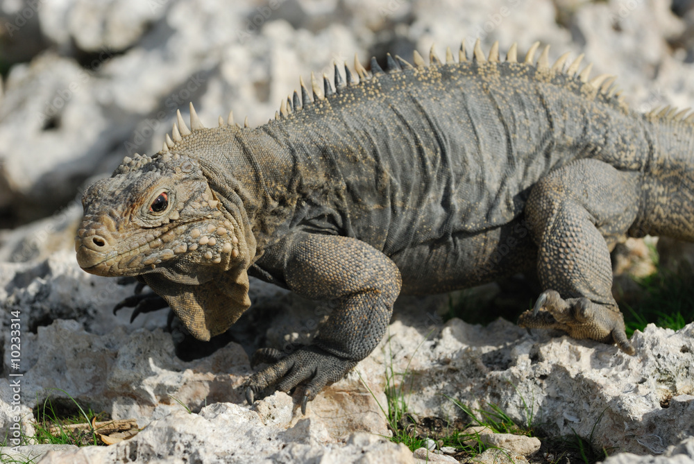 Iguana of Caribbean Islands, Cayo Largo del Sur, Cuba Iguana of Caribbean Islands, Cayo Largo del Sur, Cuba