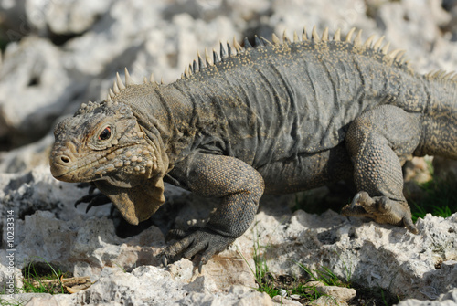 Iguana of Caribbean Islands, Cayo Largo del Sur, Cuba © BasilioV