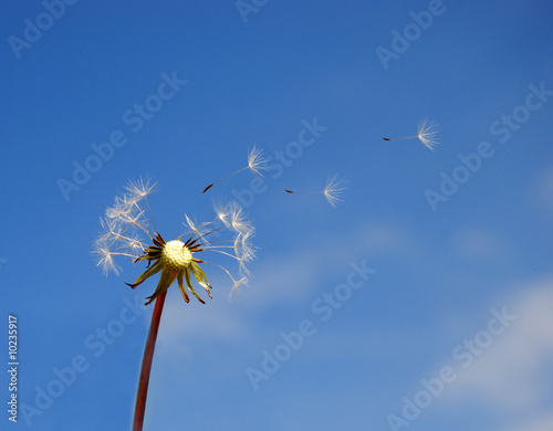 Dandelion