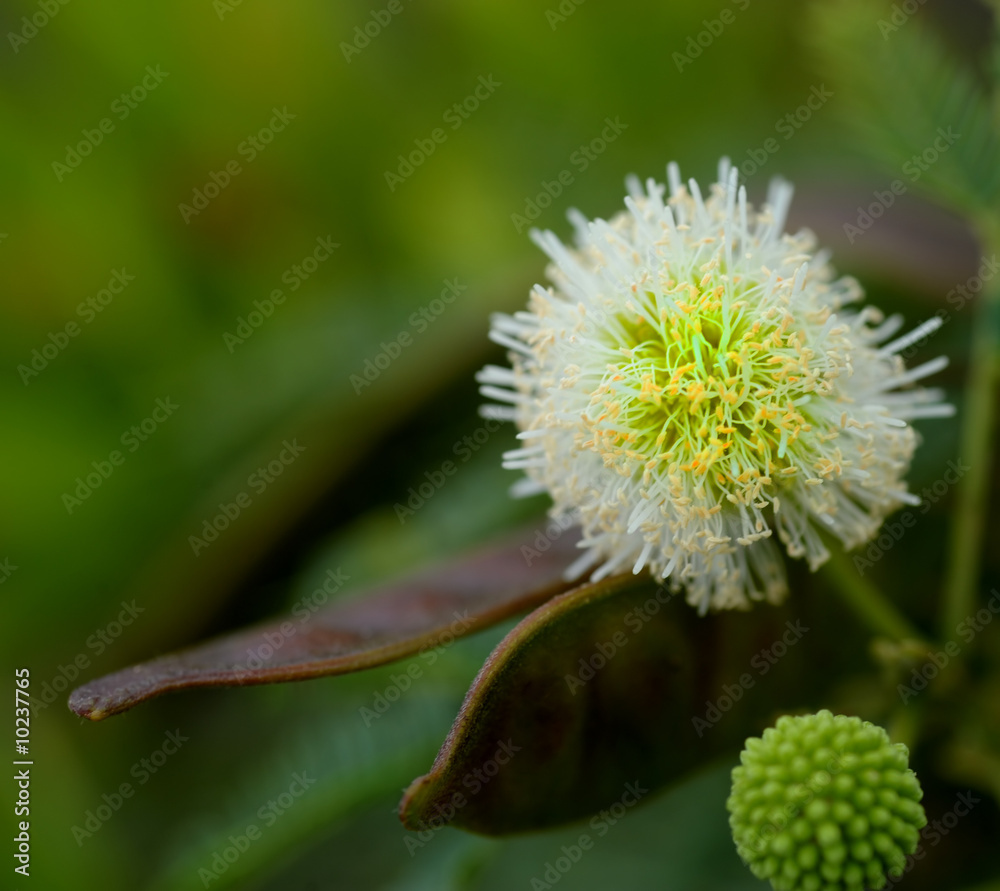 Pretty Image of a Tropical Thistle from Kauai Pretty Image of a Tropical Thistle from Kauai