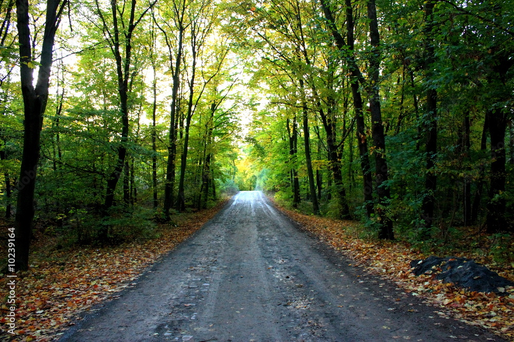 Naklejka premium allee