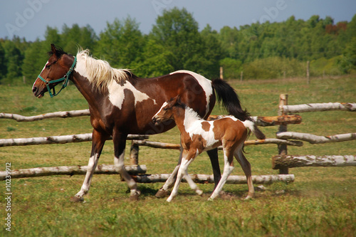Two horses on a meadow