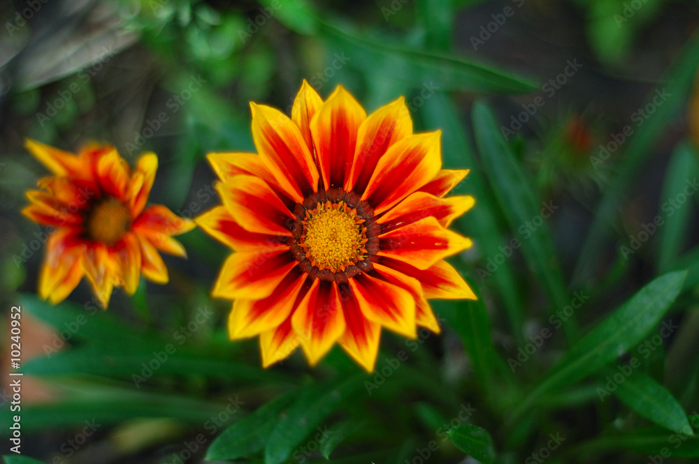 Red-yellow flower close-up and its leaves on background Red-yellow flower close-up and its leaves on background