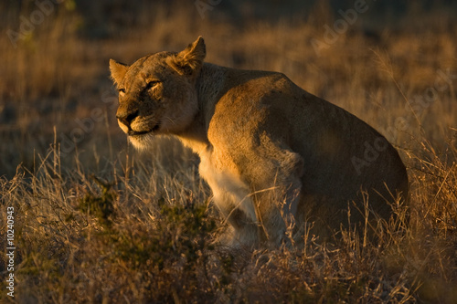 African Lioness sitting upright in early morning sunlight