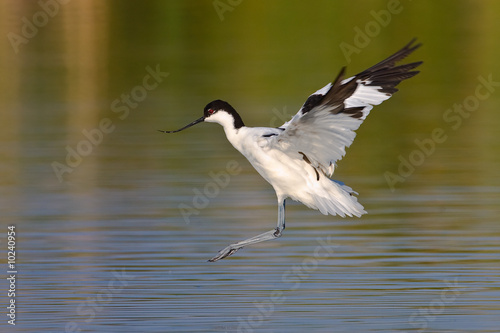 Pied Avocet in flight getting ready to land in shallow water