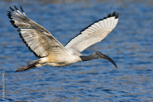 African Sacred Ibis in flight over water