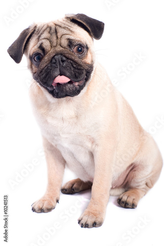 Happy pug isolated on white background