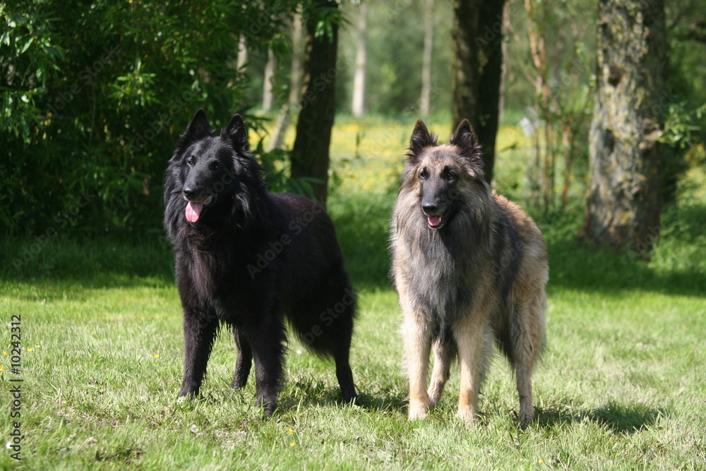 Deux Berger Belges Groenendael et Tervueren Deux Berger Belges Groenendael et Tervueren