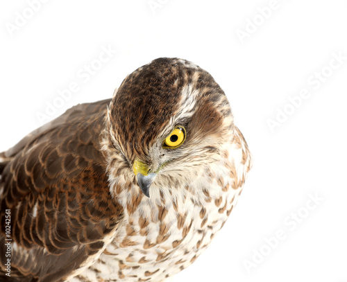 sparrow-hawk on white
