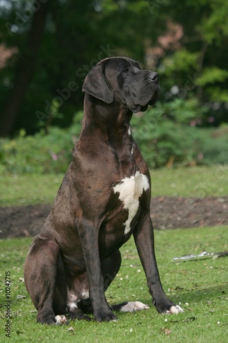 dogue allemand noir faisant le beau