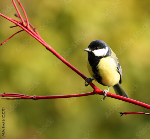 great tit on a red branch #10242751