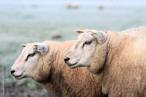 sheep in a meadow on a cold frosty morning