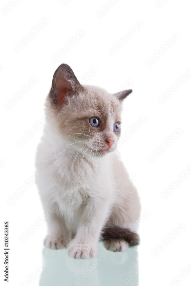 Adorable baby kitten sitting isolated on white background.