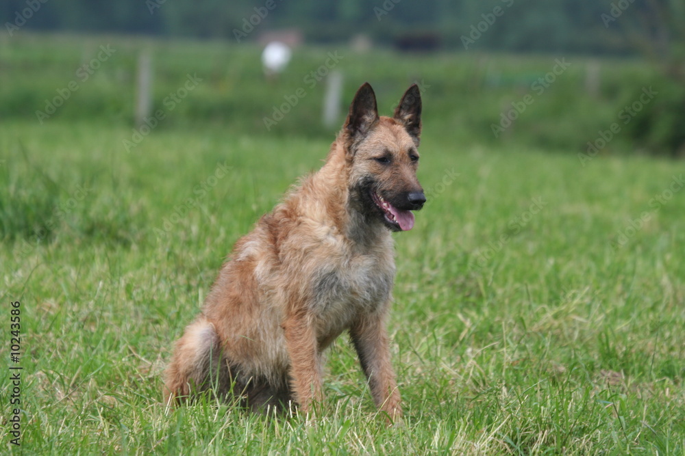 berger belge laekenois assis tranquillement berger belge laekenois assis tranquillement