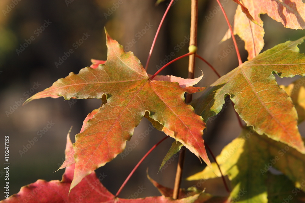 Obraz premium autumn maple leaves