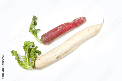 Mooli isolated on a white studio background photo