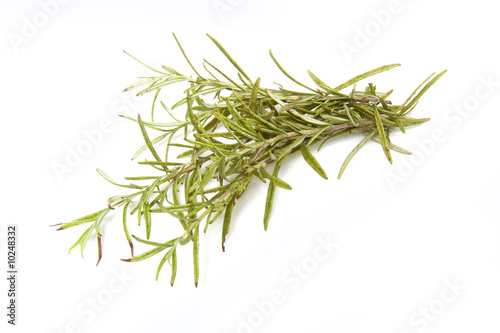Sprig of rosemary isolated on a white studio background
