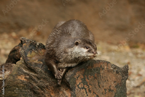 Otter on a tree