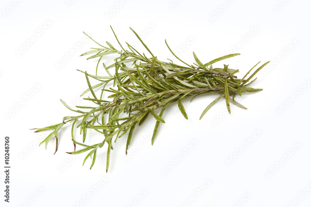 Sprig of rosemary isolated on a white studio background Sprig of rosemary isolated on a white studio background