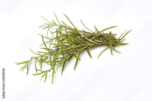 Sprig of rosemary isolated on a white studio background