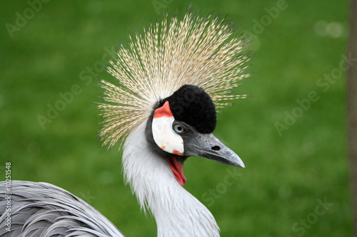 Portrait of a crowned crane bird