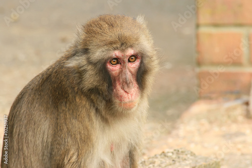 Monkey in a zoo, looking depressed