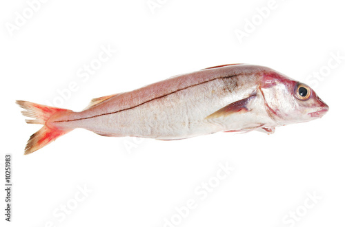 Billede på lærred Whole haddock fish isolated on white