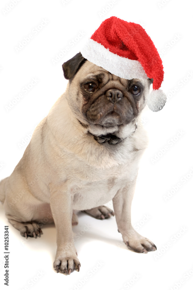 Fawn colored Pug with santa hat Fawn colored Pug with santa hat