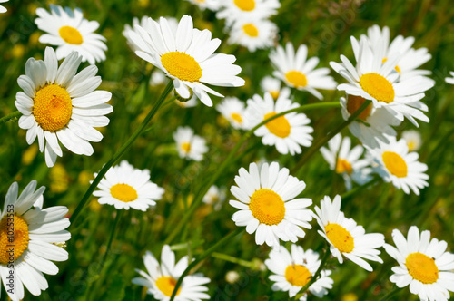 Camomile field