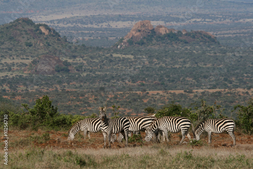 Plains zebra (Equus burchelli) landscape, Laikipia, Kenya photo