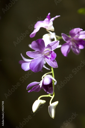 Fototapeta Naklejka Na Ścianę i Meble -  Colorful orchid flowers in the garden