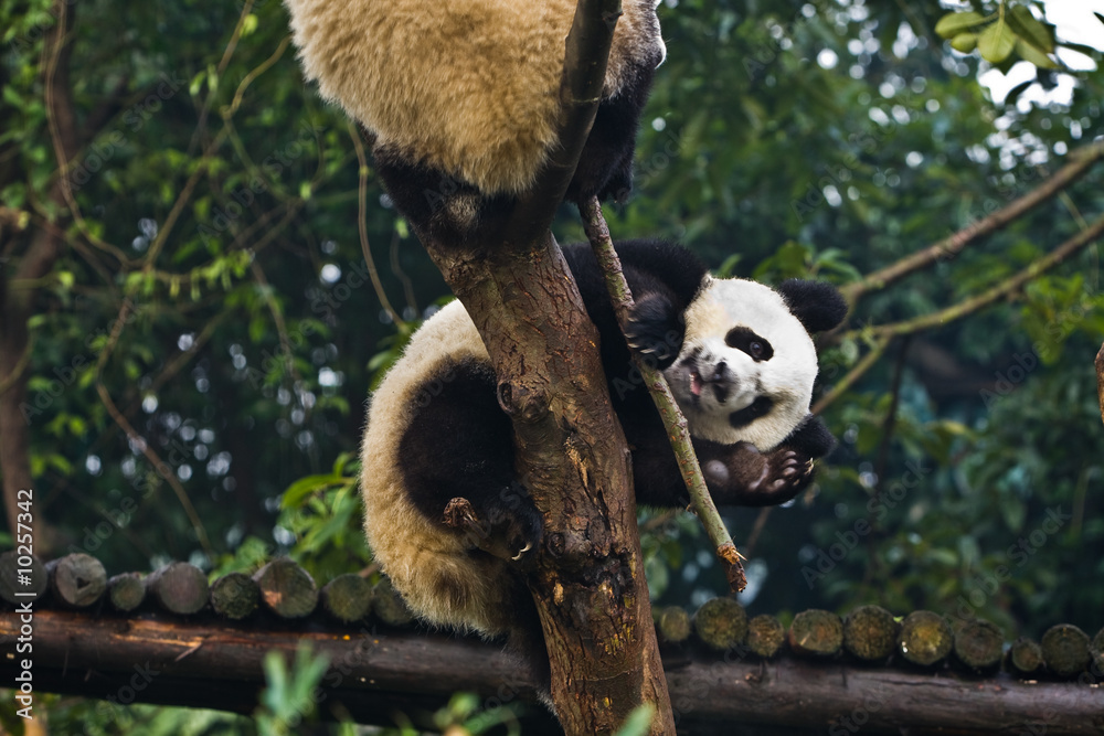 Naklejka premium Panda bear waving at Chengdu Breeding Center China