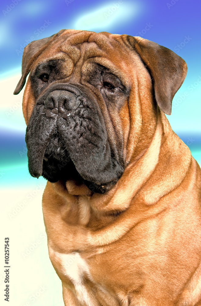 Portrait of bullmastiff dog