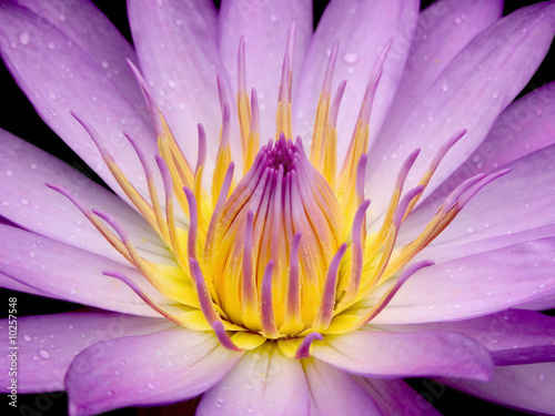 Water Lily after a drizzle