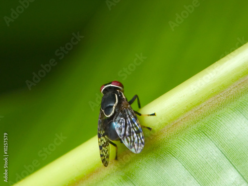 Fly resting on the stalk of a leaf
