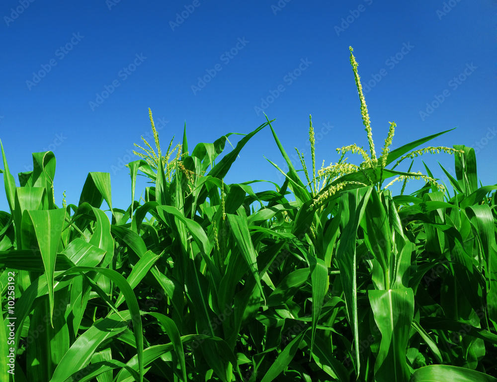 Fototapeta premium corn field over clear blue sky